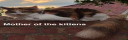 Turkish Angora cats for sale: Turkish angora  mix kittens  - Advert 2