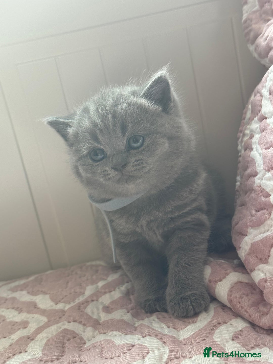 British Shorthair cats for sale: British shorthair blue kittens - pedigree GCCF - Image 7