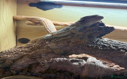 Bearded Dragon reptiles for sale: Bert The Bearded Dragon & Set up!💫 - Advert 4