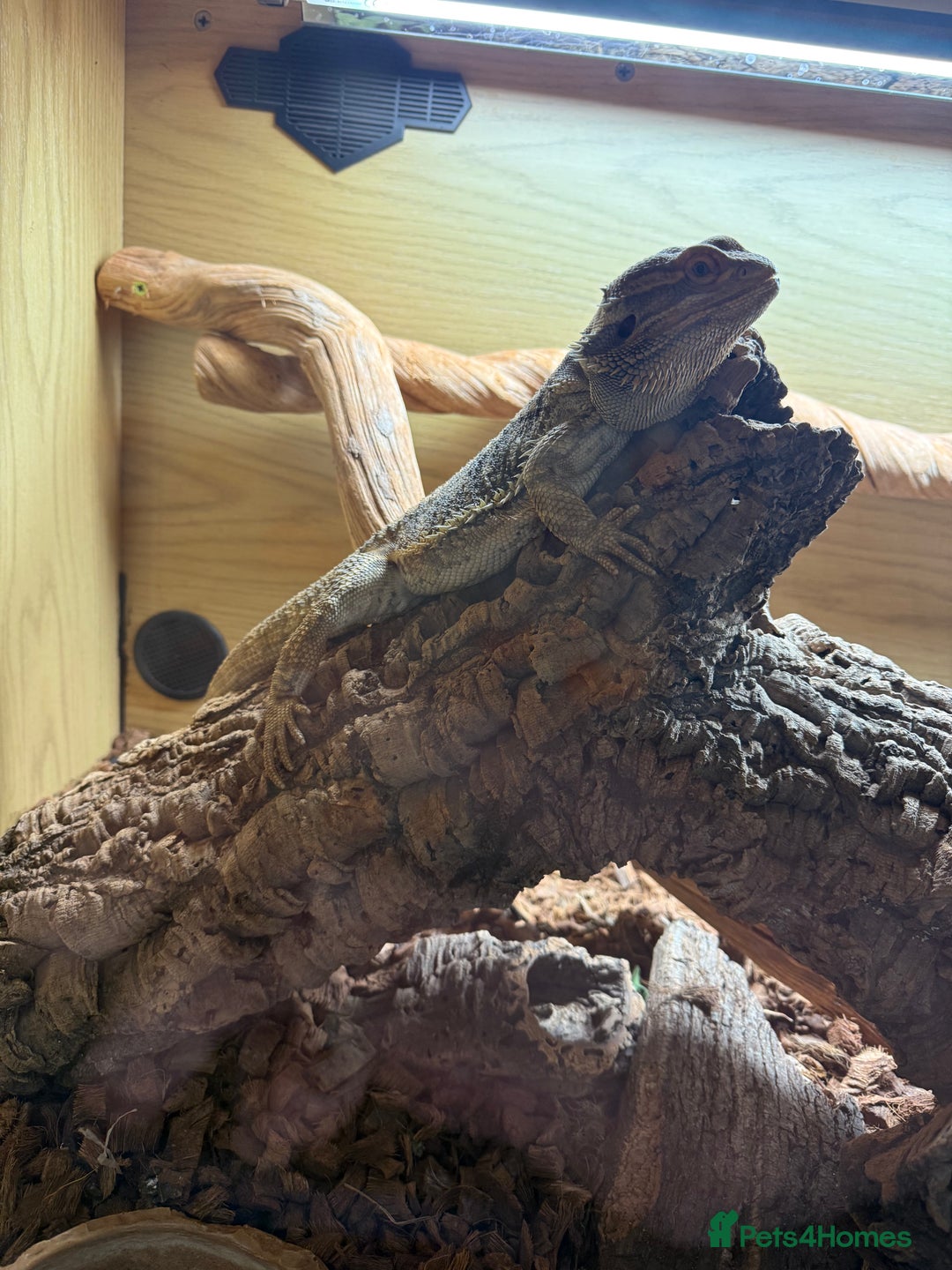 Bearded Dragon reptiles for sale: Bert The Bearded Dragon & Set up!💫 - Advert 4