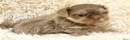 Shih Tzu dogs for sale: Beautiful Shih Tzu Boy - Advert 1