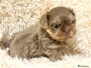 Shih Tzu dogs Beautiful Shih Tzu Boy - Advert 2