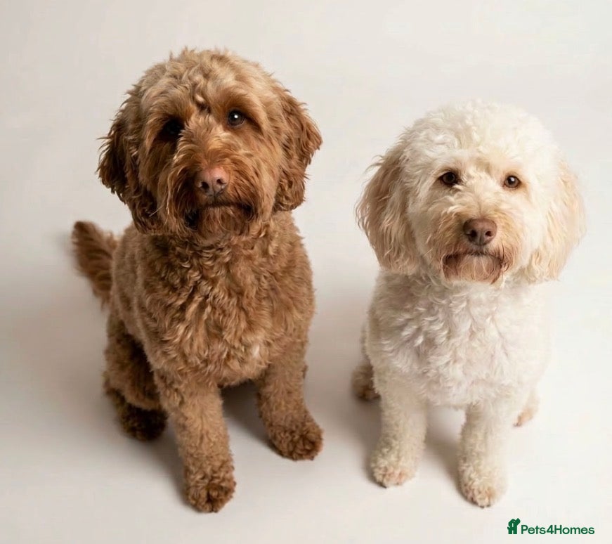 Cockapoo dogs Two beautiful cockerpoo girls for rehoming  - Advert 12