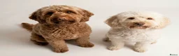 Cockapoo dogs for sale: Two beautiful cockerpoo girls for rehoming  in Bristol - Advert 1