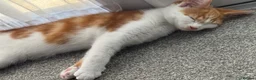Mixed Breed cats for sale: Beautiful Male Kitten Ready Now - Advert 5