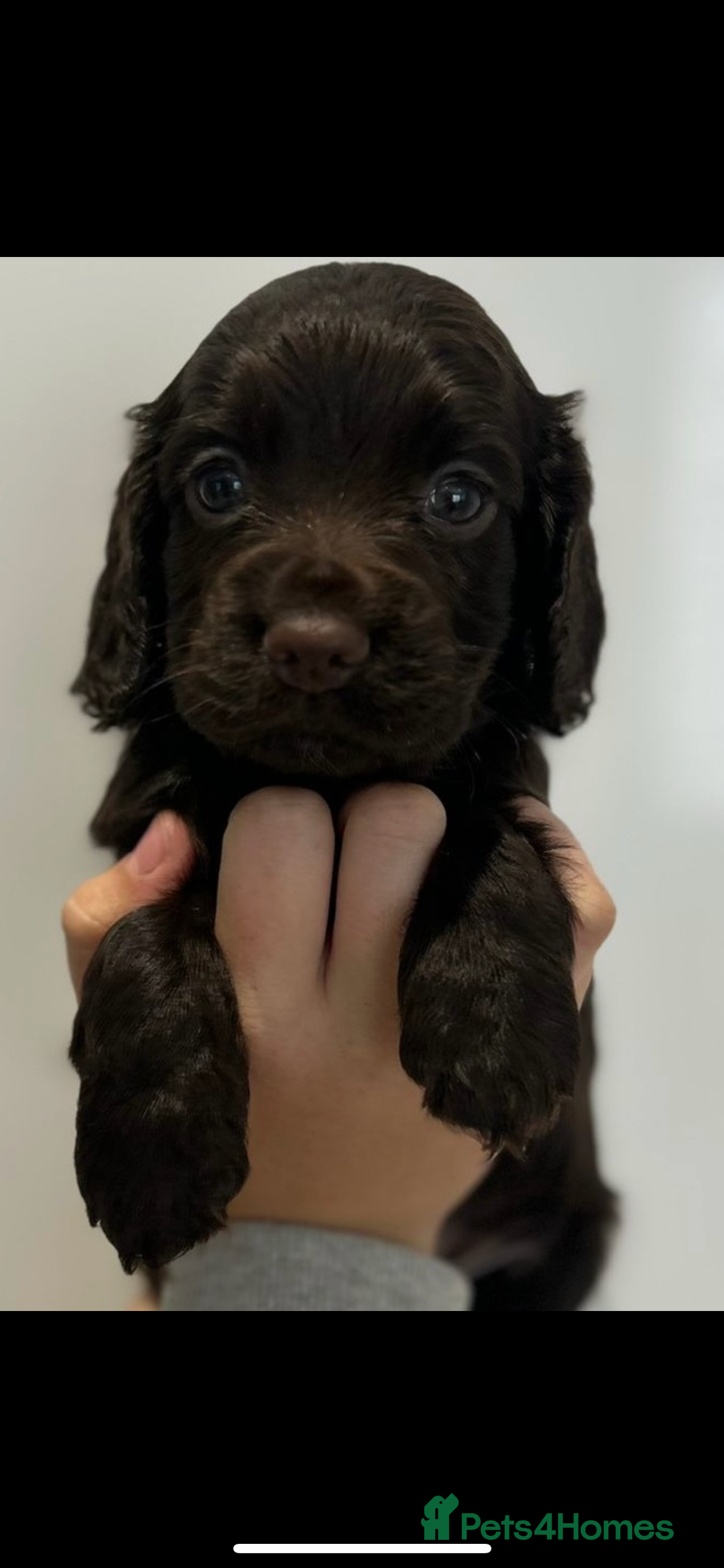 Cocker Spaniel dogs for sale: Cocker spaniel puppies for sale  - Image 5