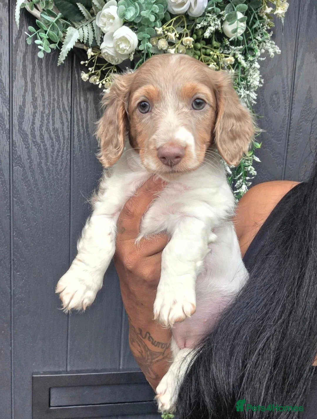 Miniature Dachshund dogs for sale: Isabella and Tan Piebald Long Hair Female - Advert 1