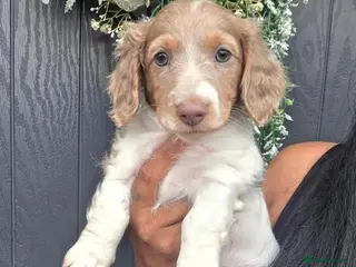 Miniature Dachshund dogs Isabella amd Tan Piebald Long Hair Female - Advert 10