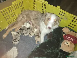 Mixed Breed dogs Beautiful Bearded/Border collie's puppies - Advert 2