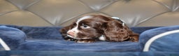 Cocker Spaniel dogs for sale: Kc Reg Health Tested Cocker Spaniel Puppies - Advert 34