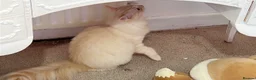 Ragdoll cats for sale: 4 Beautiful and Playful Ragdolls - Advert 40