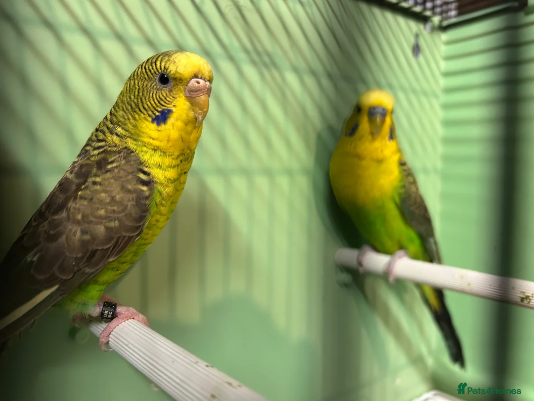 Budgerigars birds for sale: Black wing split to bf/bw pair - Advert 1