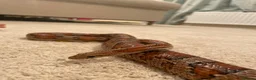 Corn Snake reptiles for sale: Beautiful Corn Snake in Stroud - Advert 1