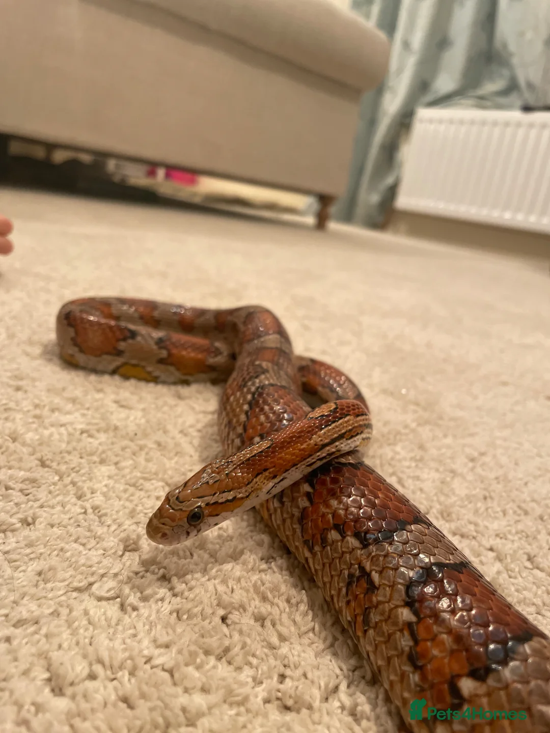 Corn Snake reptiles for sale: Beautiful Corn Snake in Stroud - Advert 1