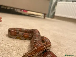 Corn Snake reptiles Beautiful Corn Snake - Advert 1