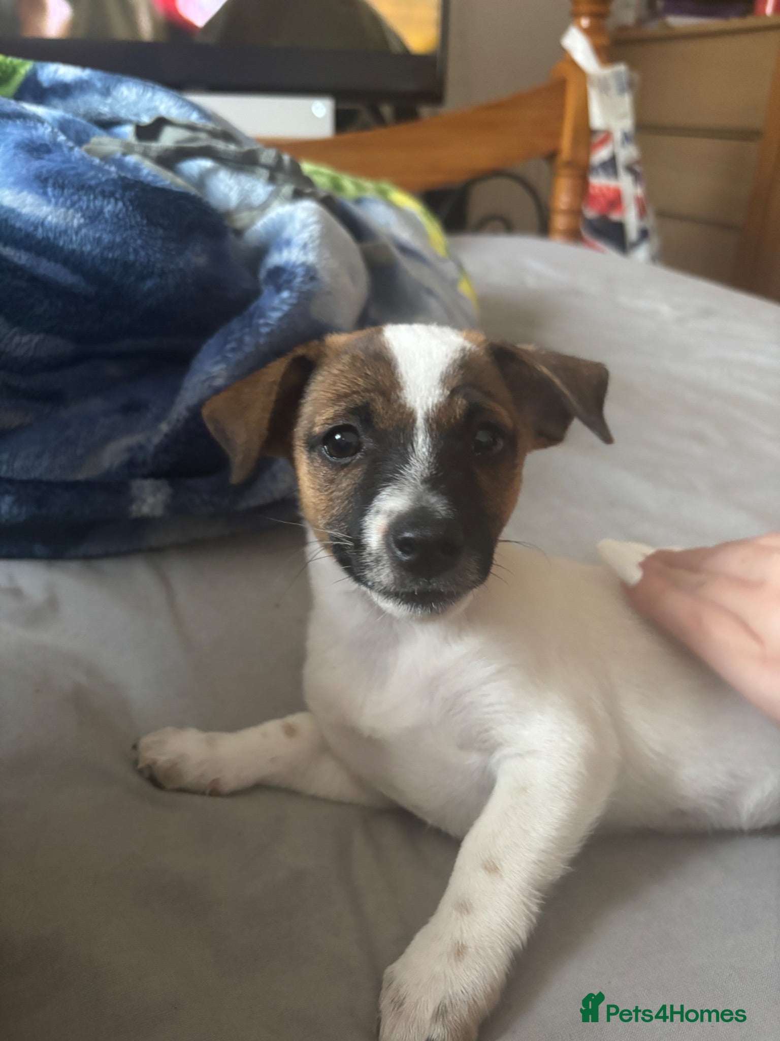 Jack Russell dogs Puppy 1 - Advert 1