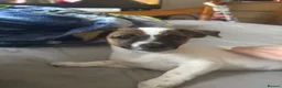 Jack Russell dogs for sale: Puppy 1 in Chatham - Advert 1