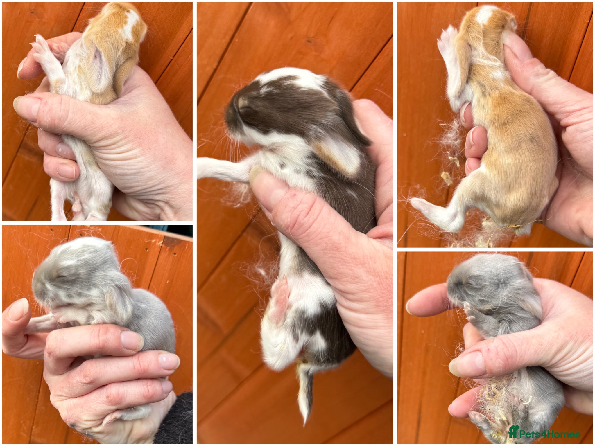 French Lop rabbits 6 x Giant French Lop Bunnies  - Advert 15
