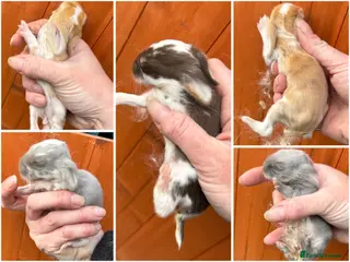 French Lop rabbits 6 x Giant French Lop Bunnies - Advert 15