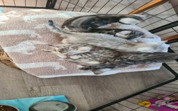 Bengal cats for sale: Full pedigree bengal kittens - Image 12