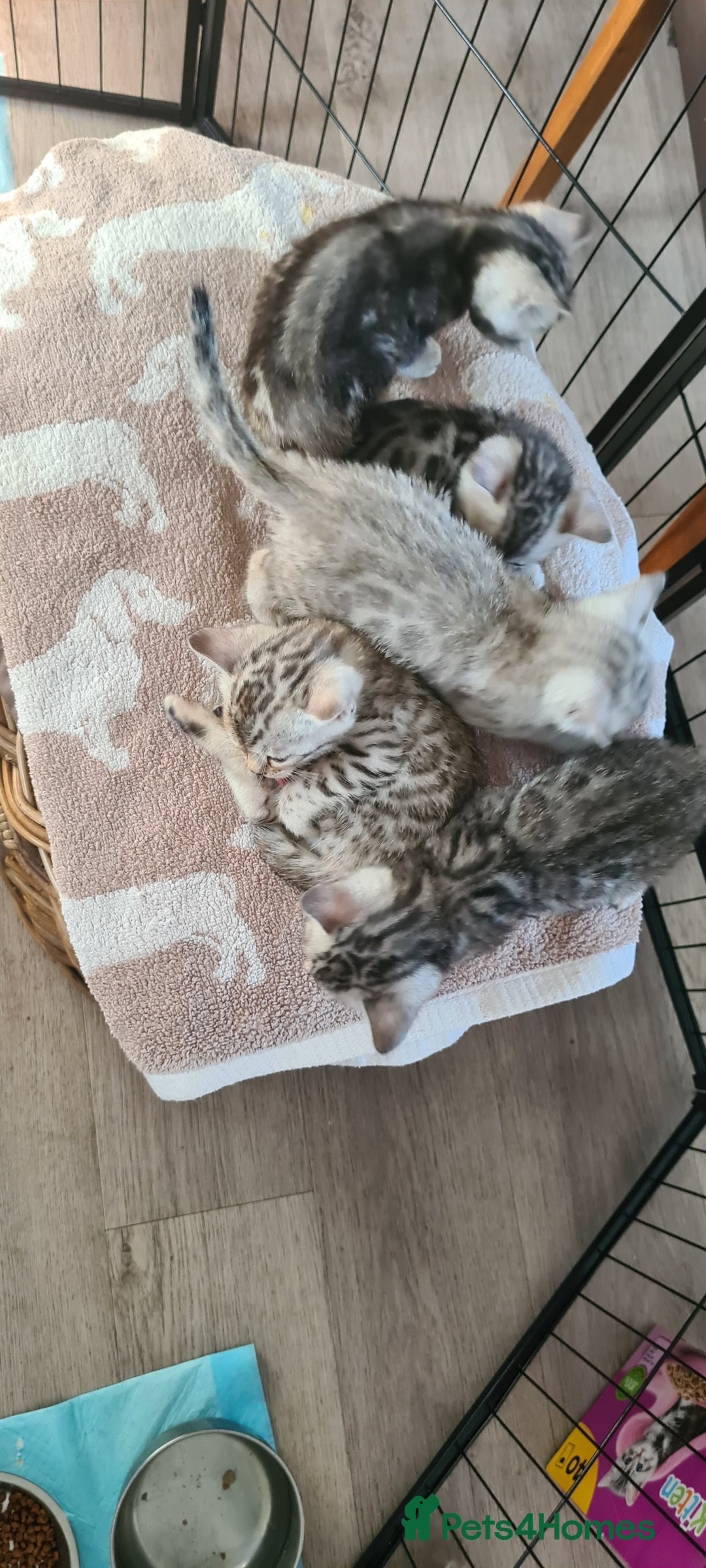 Bengal cats for sale: Full pedigree bengal kittens - Image 12