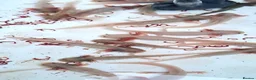 Axolotl reptiles for sale: Baby axolotls - Advert 6