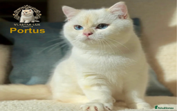 British Shorthair cats for sale: World Class Golden BSH/BLH Chinchilla, Shaded & CP - Image 6