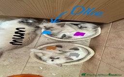 Ragdoll cats for sale: Male Ragdoll Seeks Loving Home💙 - Image 12
