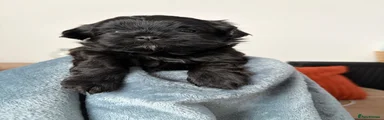 Shih Tzu 3