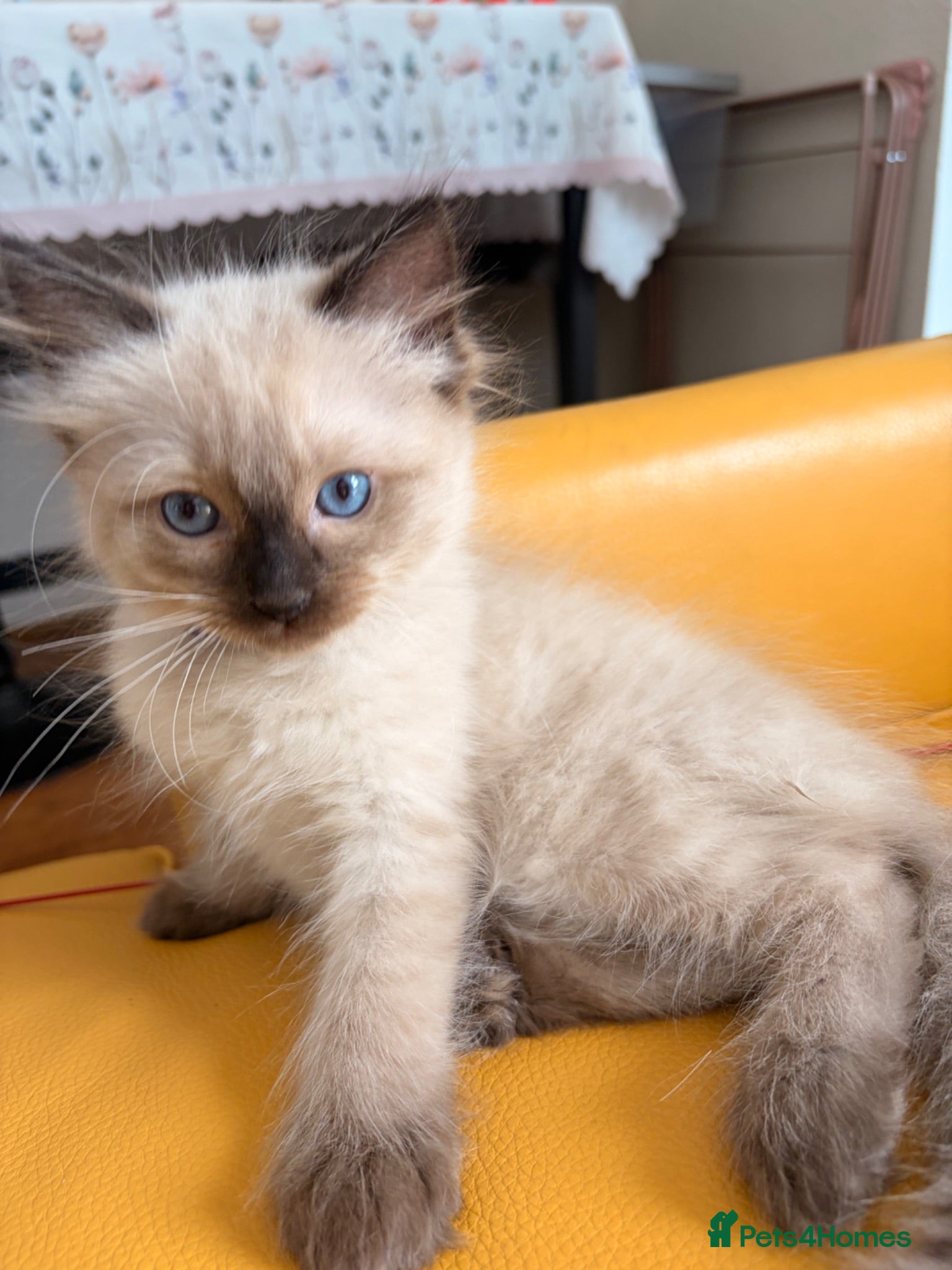 Ragdoll cats 🌸Pure Ragdoll boy available now🌸 - Advert 1