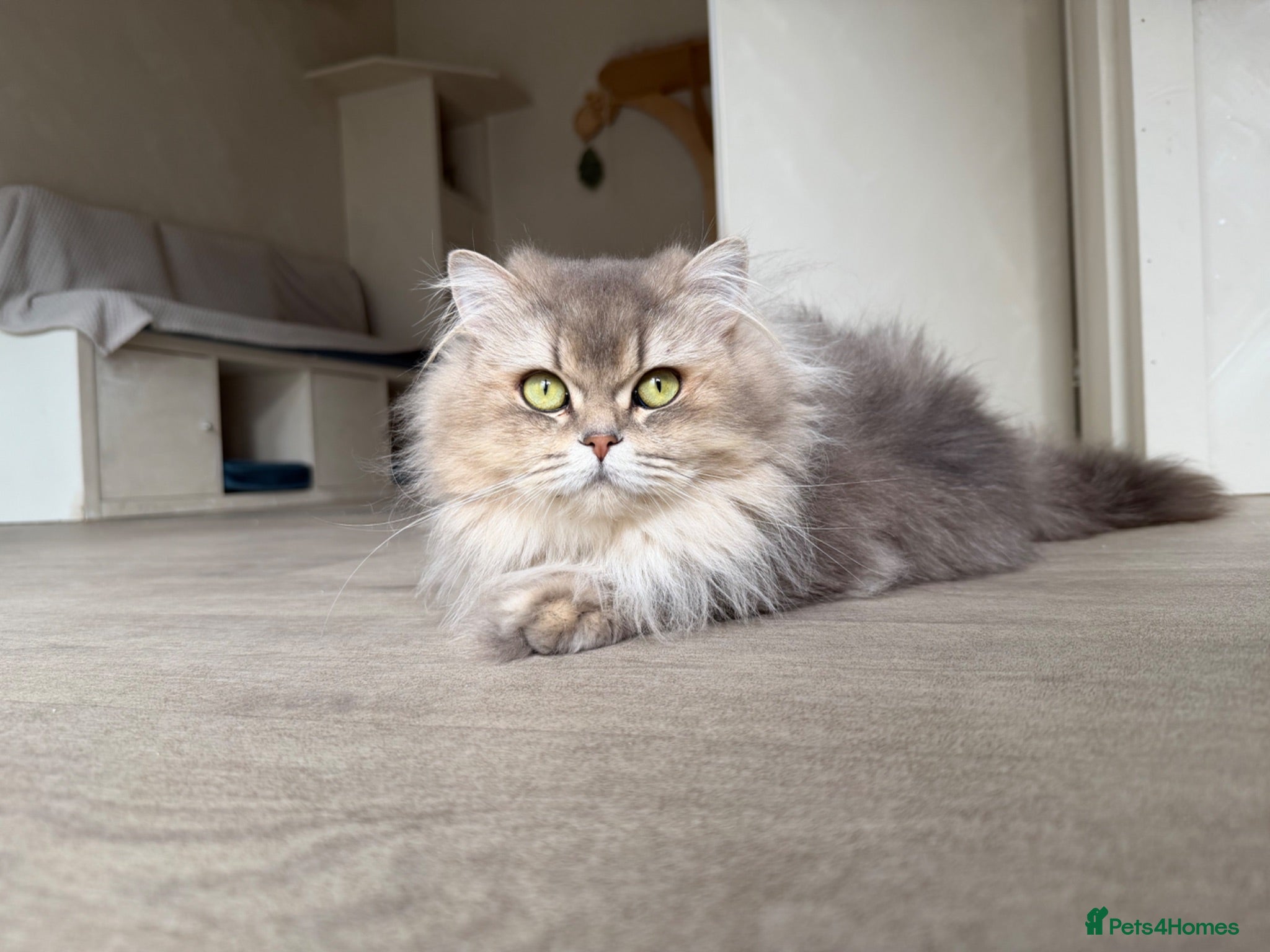 British Shorthair cats Vet bred Teddybear Lap cats  - Advert 2
