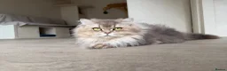 British Shorthair cats for sale: Vet bred Teddybear Lap cats  - Advert 1