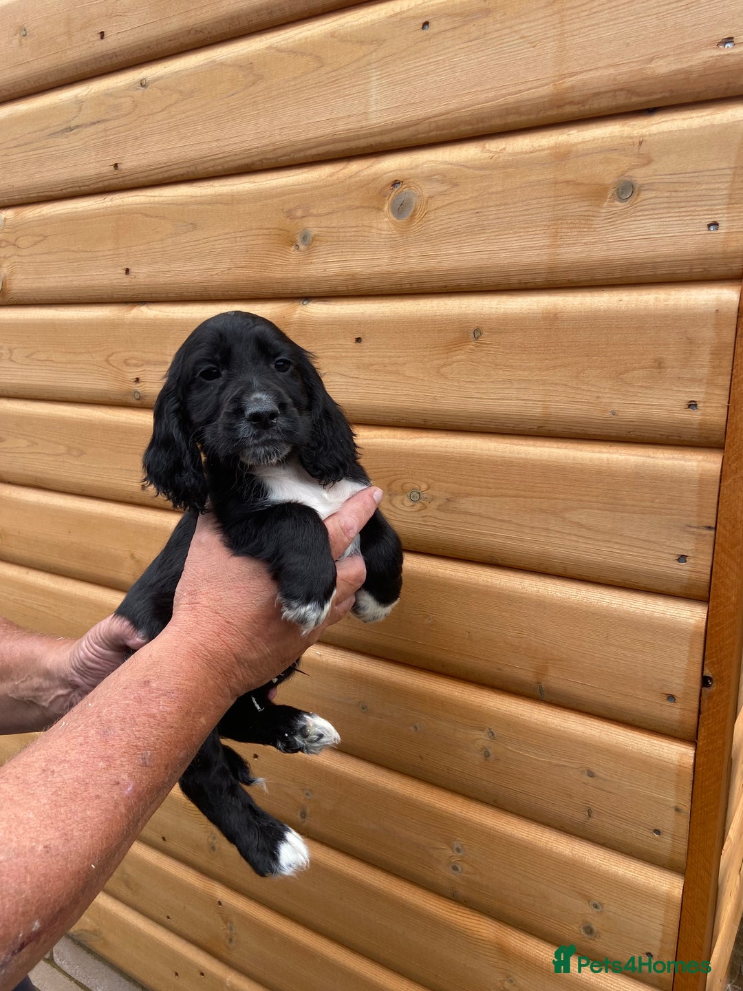Cocker Spaniel dogs for sale: Cocker spaniel puppies  - Image 8