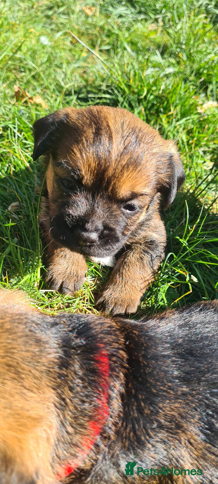 Border Terrier dogs Pedigree Border Terrier Puppies - Advert 10
