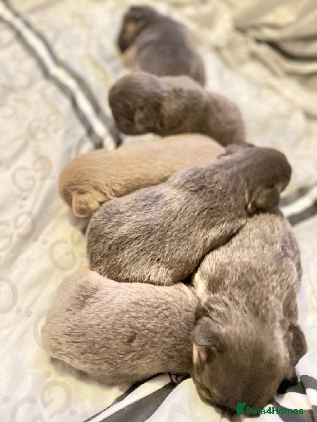 French Bulldog dogs for sale: 🩷🐶🐾6 Adorable fluffy French bulldogs 🩷🐶🐾 - Advert 4