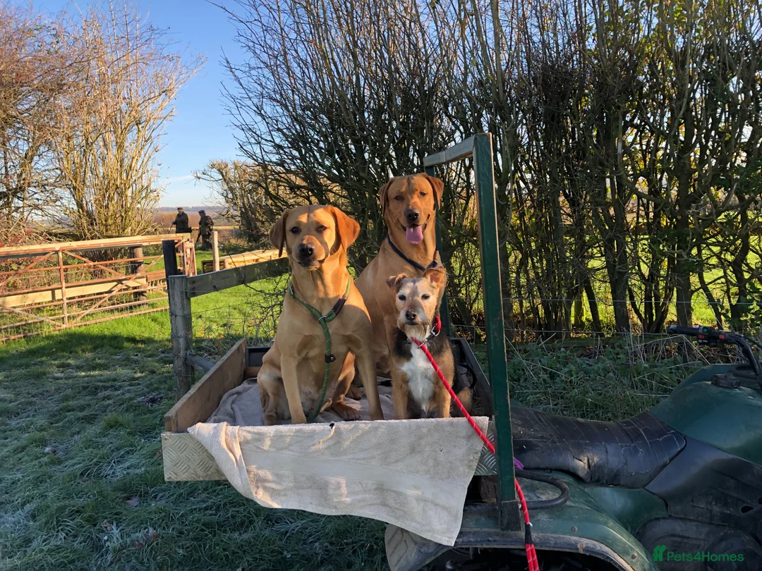 Labrador Retriever dogs for stud: “Yellow Valey”  in Cheltenham - Advert 2