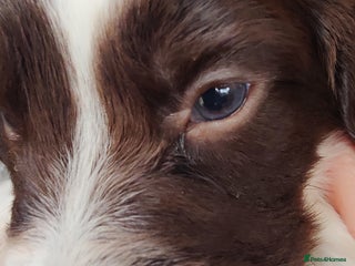 English Springer Spaniel dogs - Advert 3