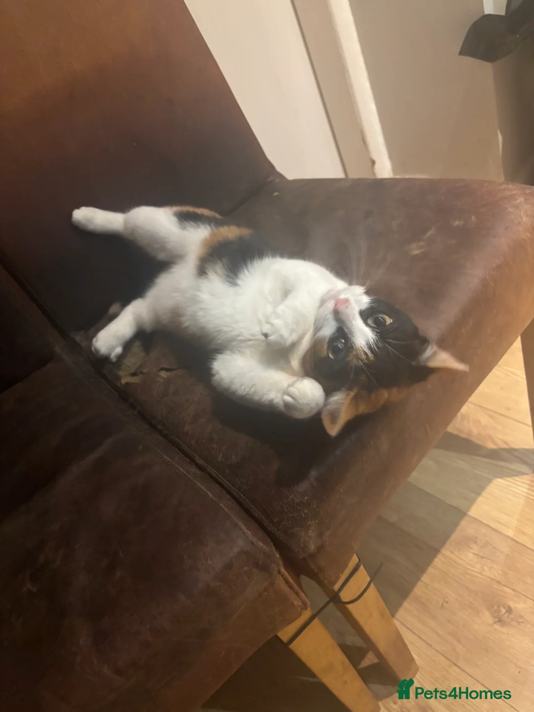 Mixed Breed cats for sale: 3 cats  **  - Advert 9