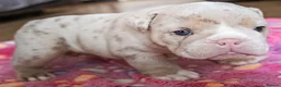 English Bulldog dogs for sale: ENGLISH BULLDOG  - Advert 10