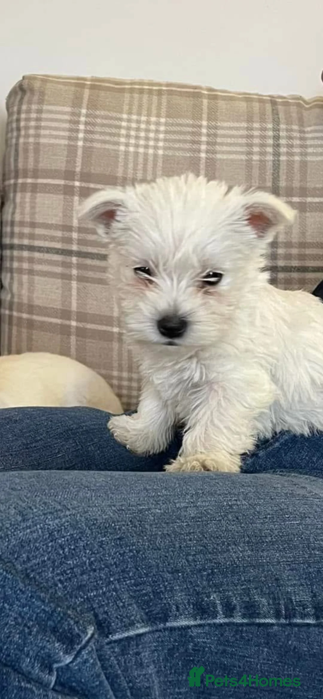 West Highland Terrier dogs for sale: Westie puppies  - Advert 1