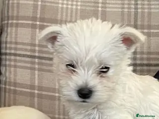 West Highland Terrier dogs Westie puppies - Advert 1