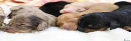 Miniature Dachshund dogs for sale: KC Miniature Dachshund Longhair Puppies - Advert 13