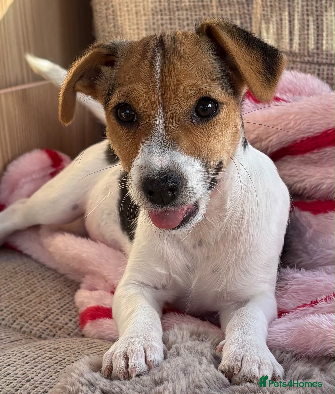 Jack Russell dogs for sale: Traditional short-legged Jack Russell puppy’s. - Advert 2