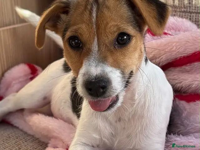 Jack Russell dogs for sale: Traditional short-legged Jack Russell puppy’s. - Advert 2