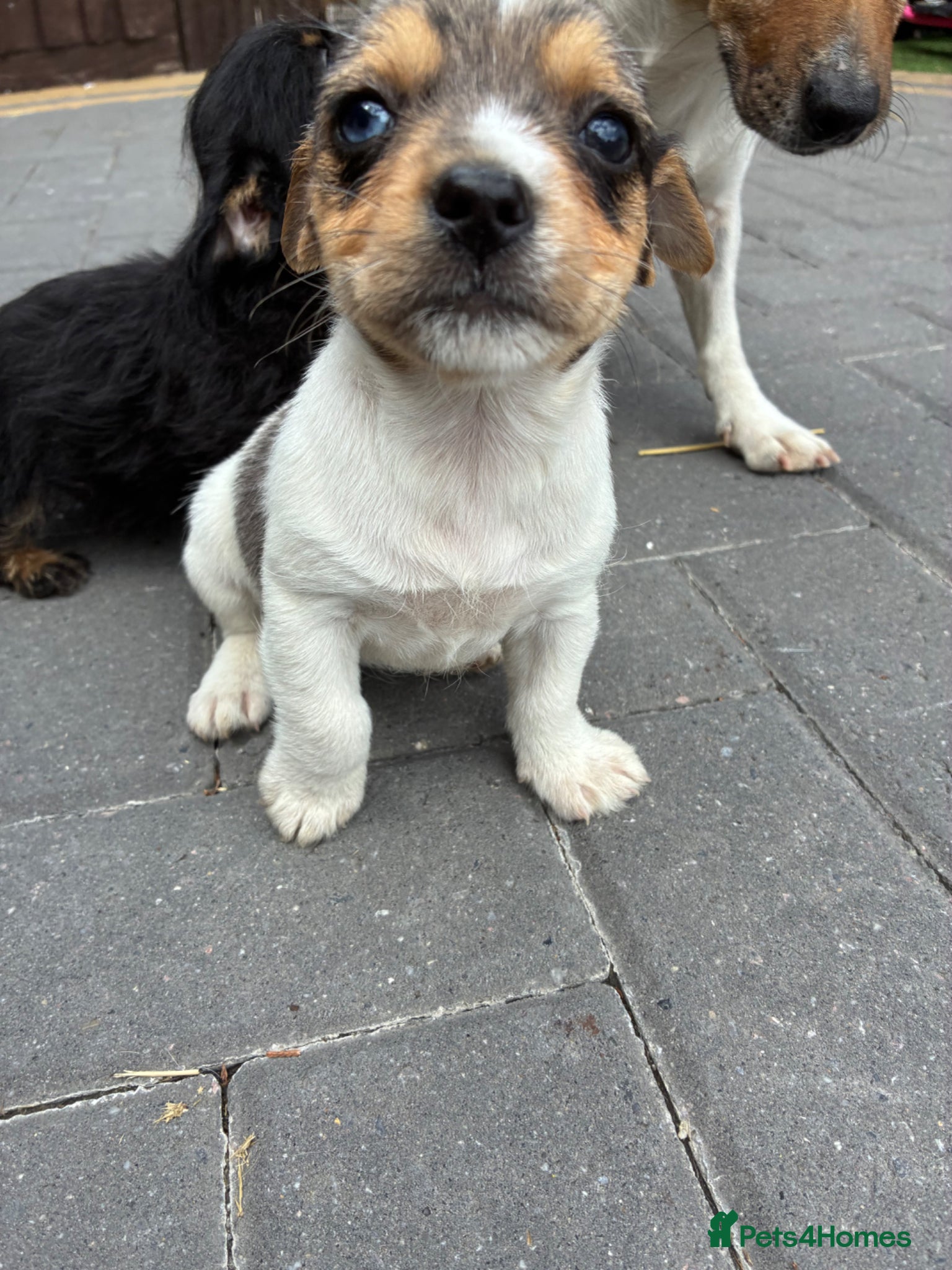 Mixed Breed dogs for sale: Jack Russell x Yorkshire Terrier  - Advert 12
