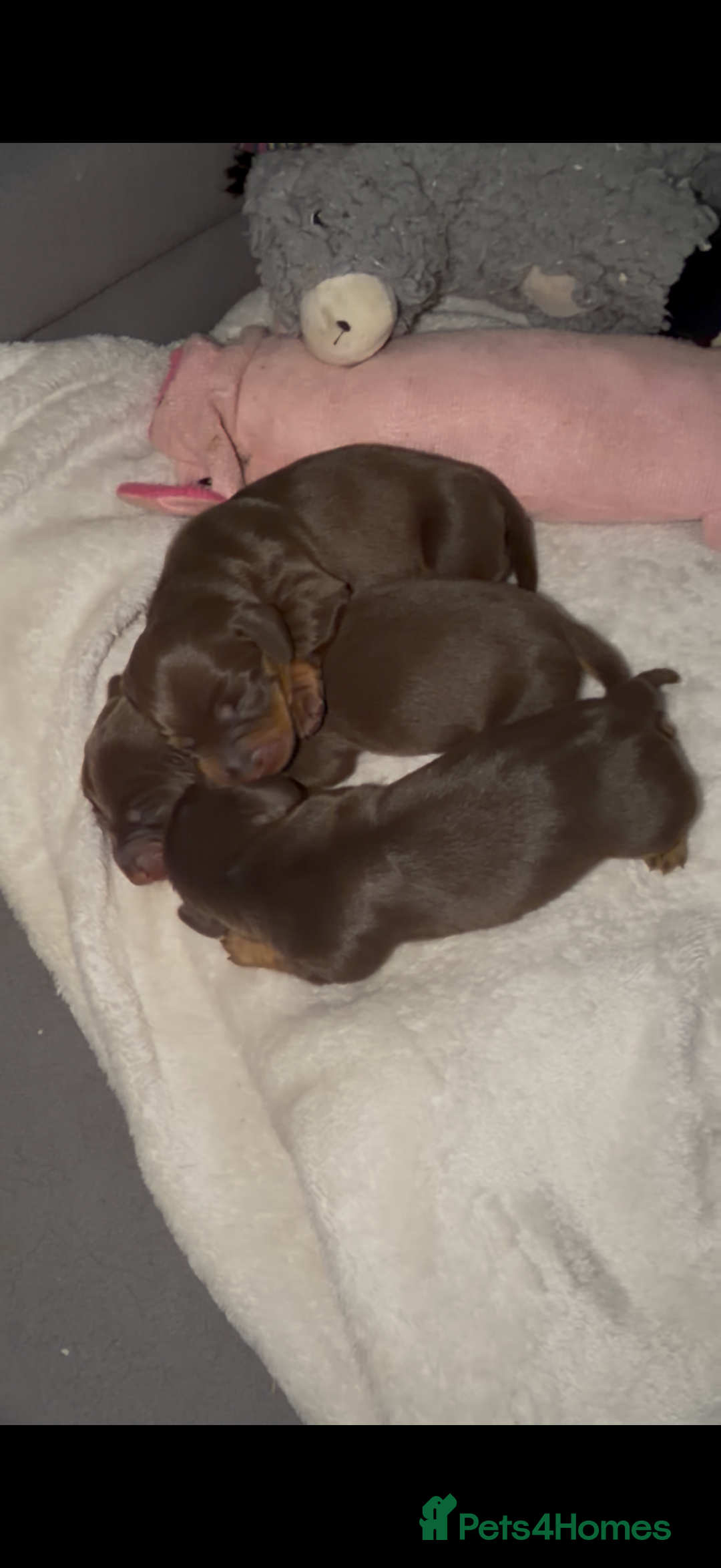 Miniature Dachshund dogs for sale: Stunning minature dachshunds  - Advert 2