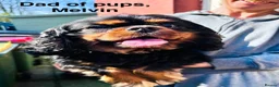 Cavalier King Charles Spaniel dogs for sale: Puppies en route Cavalier King Charles Spaniels in Lancaster - Advert 6