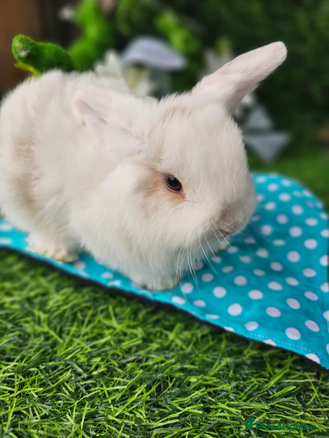 Mini Lop rabbits for sale: Beautiful Purbreed Mini Lops - Advert 8