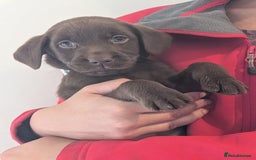 Labrador Retriever dogs for sale: Working Line Chocolate Labrador puppies  - Image 11