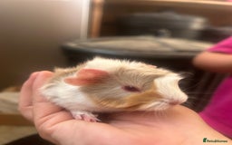 Guinea Pig rodents for sale: Litter of 6 beautiful baby Abyssinian guinea pigs - Image 7
